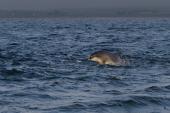 Baleine Dauphin Phoque Rorqual 